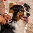FISKARS PetCare kisállat ritkító olló (17 cm)