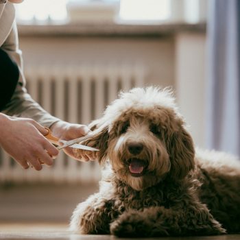 Haj- és körömvágó ollók